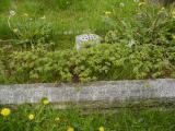 image of grave number 427422